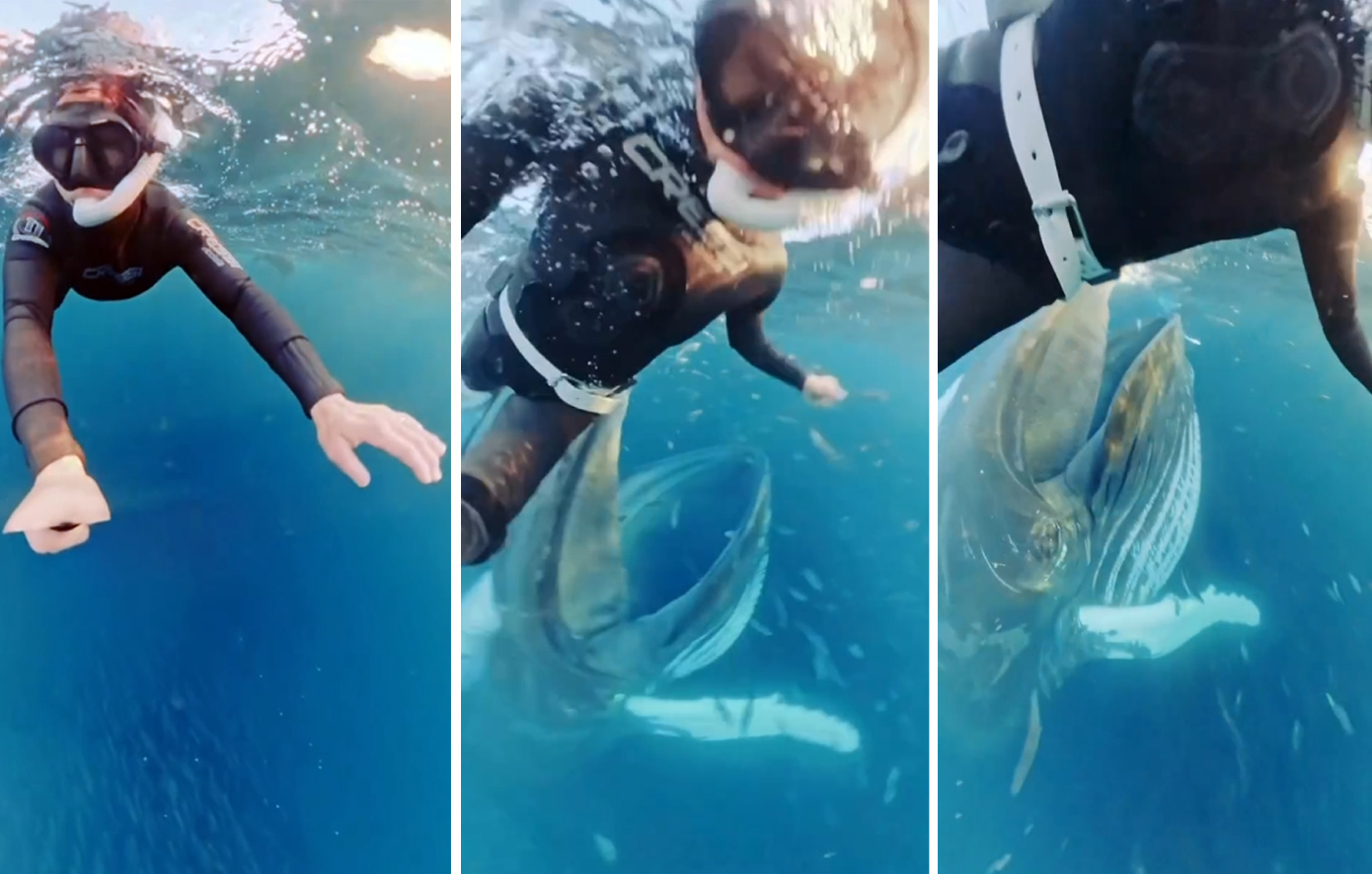 Βίντεο που κόβει την ανάσα: Δύτρια γλίτωσε τελευταία στιγμή από το στόμα φάλαινας &#8211; «Θεέ μου, πήγε να με καταπιεί»