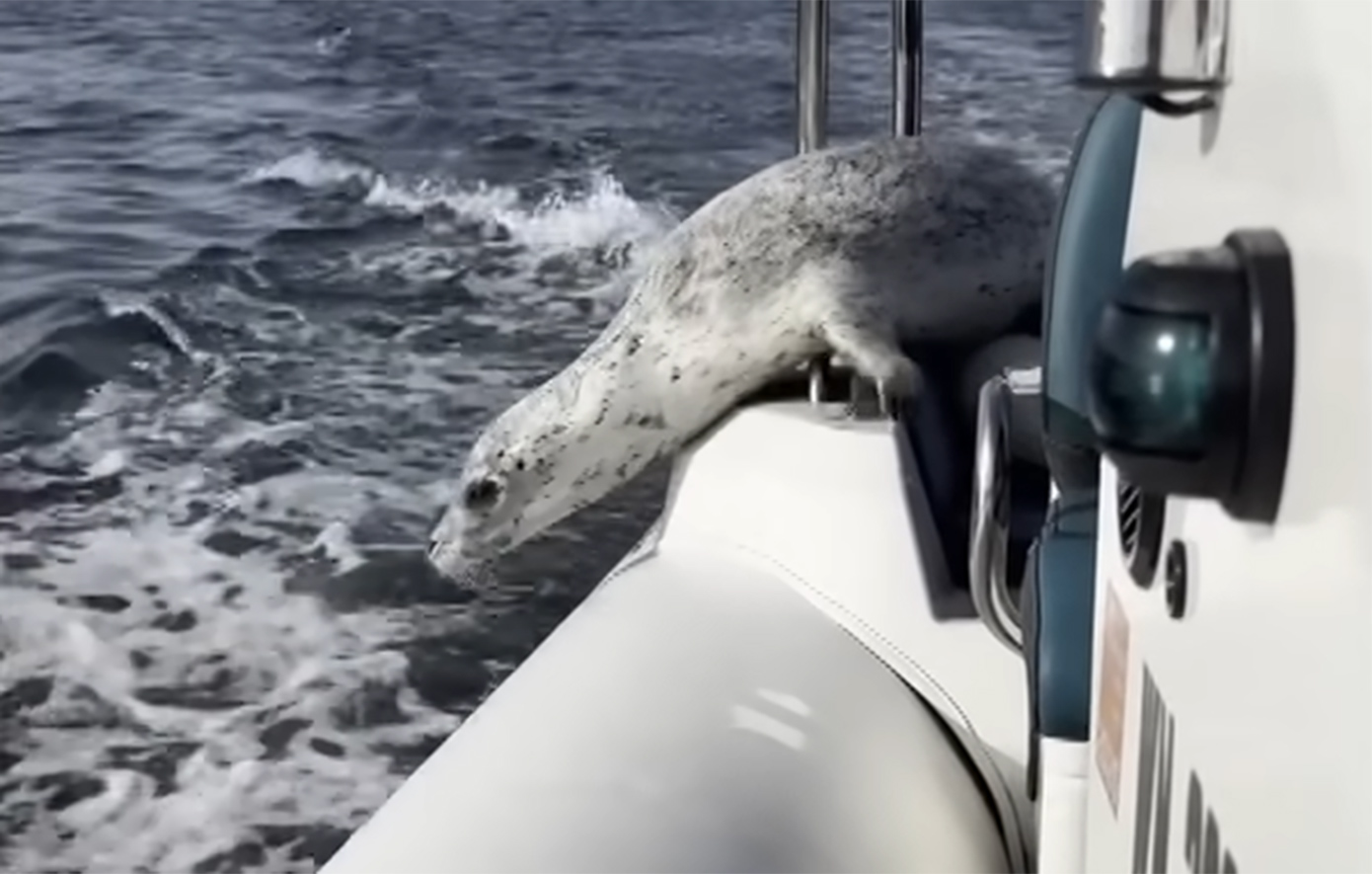 Η μεγάλη απόδραση: Φώκια γλιτώνει από όρκες πηδώντας σε βάρκα φωτογράφου