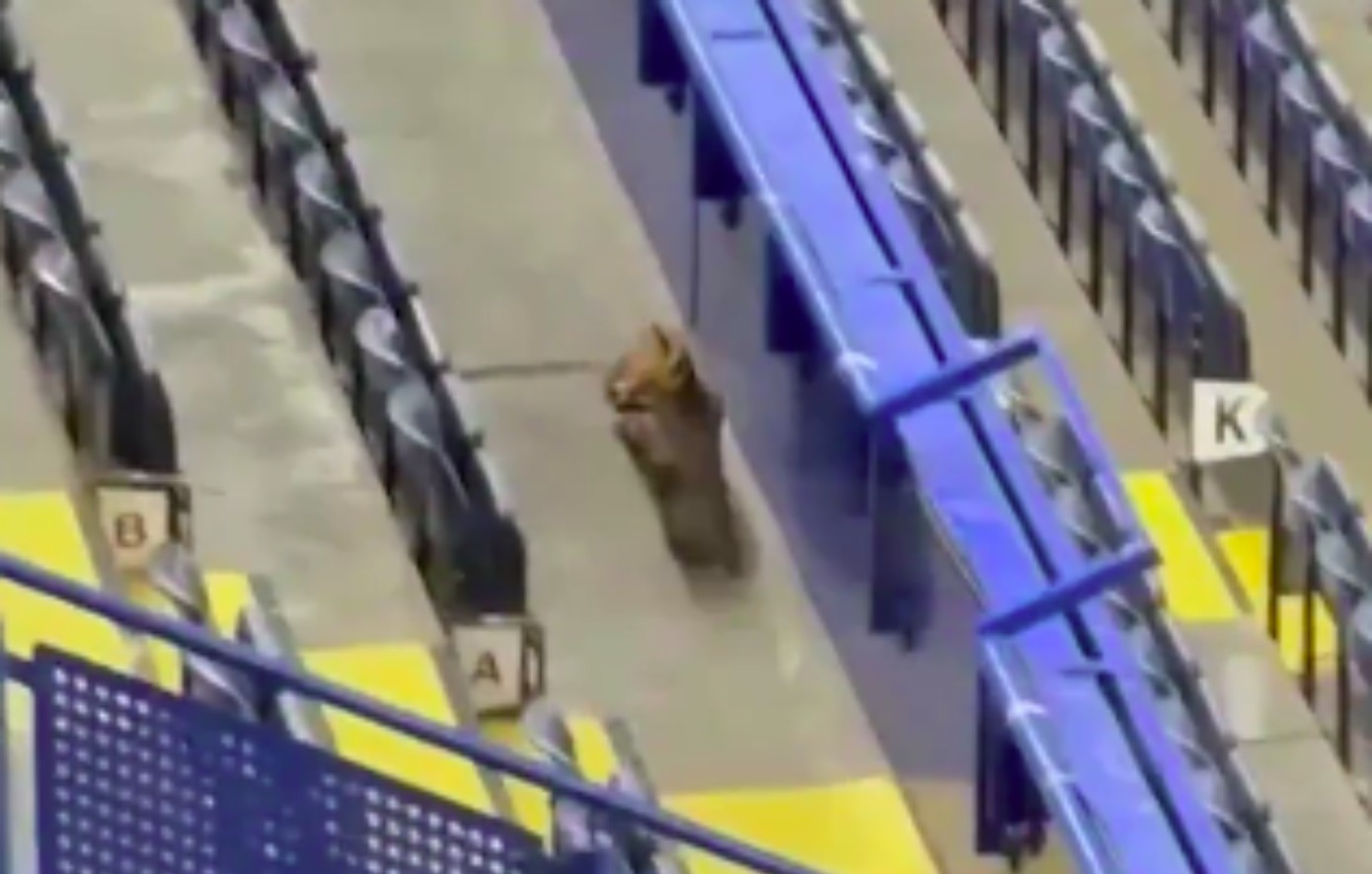 Τσέλσι &#8211; Μπαρτσελόνα: Αλεπού εμφανίστηκε στο Στάμφορντ Μπριτζ πριν την έναρξη του αγώνα