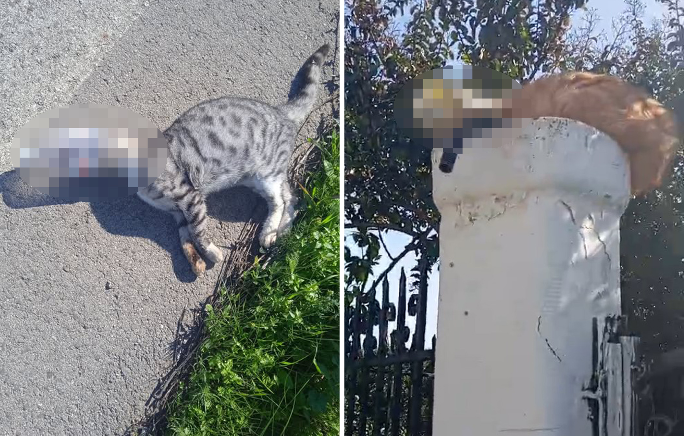 Σοκαριστικά περιστατικά κακοποίησης ζώων στην Ηλεία &#8211; Βρέθηκαν γάτες παγιδευμένες σε μπουκάλια, η μία νεκρή