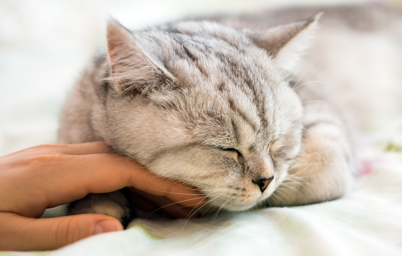 Από τις λεοπαρδάλεις στις γάτες και από την Αίγυπτο σε όλο τον κόσμο: Η ιστορία των αγαπημένων αιλουροειδών που είναι πλέον κατοικίδια