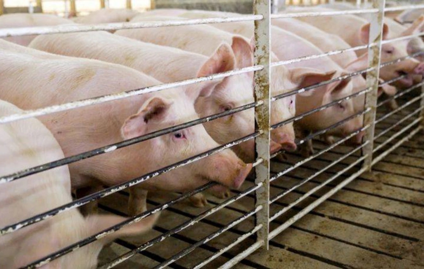 Το Μεξικό σταματά τις εισαγωγές χοιρινού από την Ισπανία εξαιτίας της έξαρσης των κρουσμάτων πανώλης των χοίρων