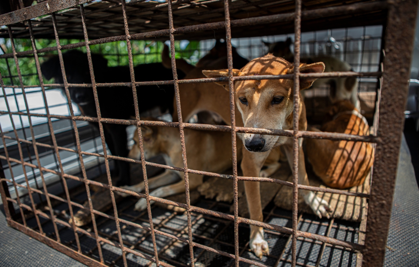 Η Τζακάρτα απαγορεύει την κατανάλωση κρέατος σκύλων και γατών