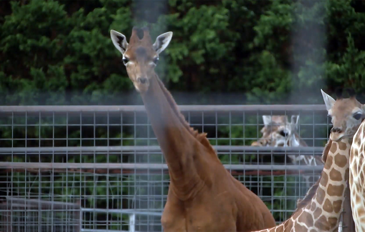 Πέθανε η σπάνια καμηλοπάρδαλη που δεν είχε βούλες &#8211; Μυστήριο στο ζωολογικό κήπο του Τενεσί