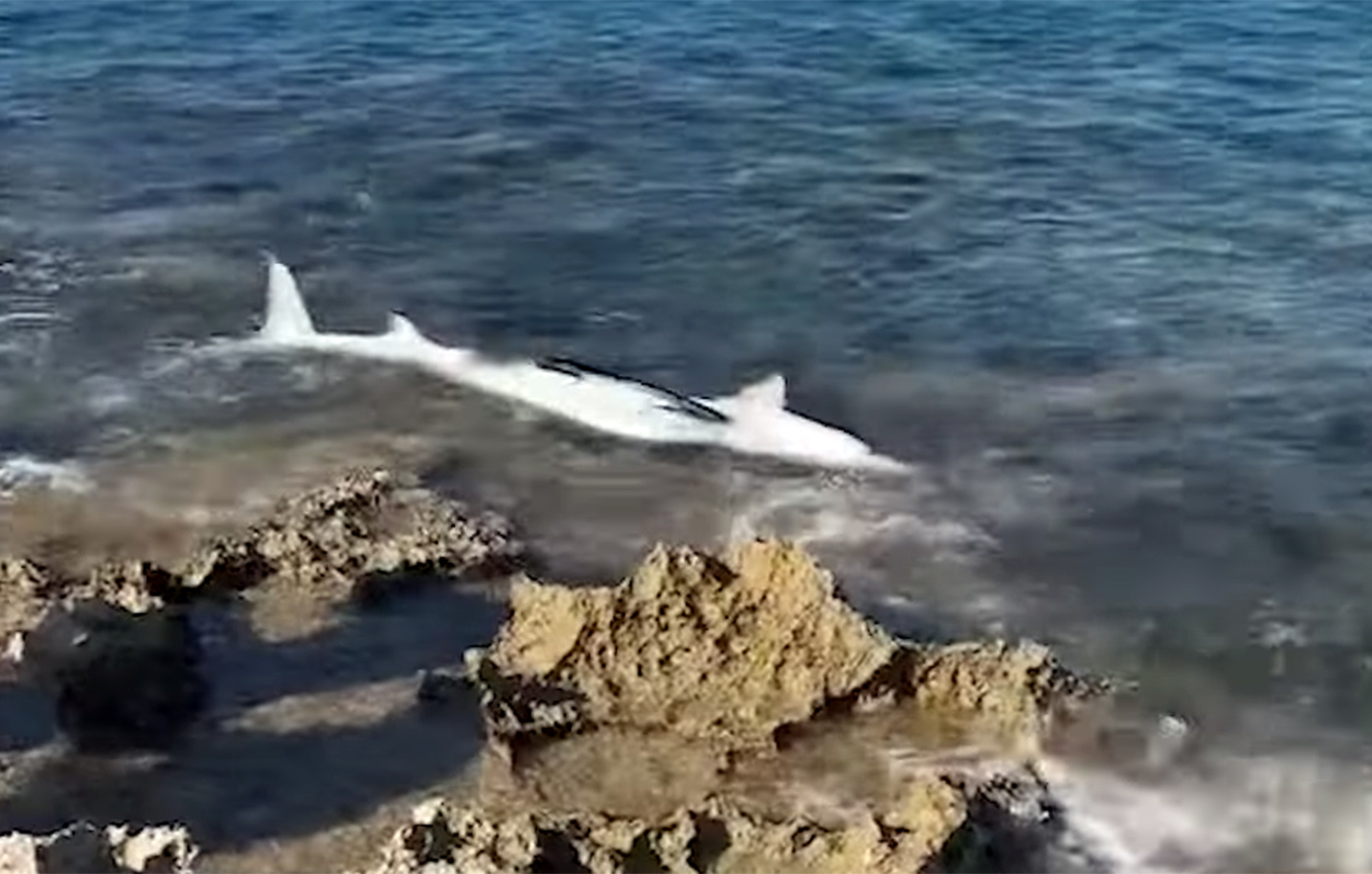 Καρχαριοειδές ξεβράστηκε σε παραλία του Σταυρού στα Χανιά &#8211; Δείτε το βίντεο