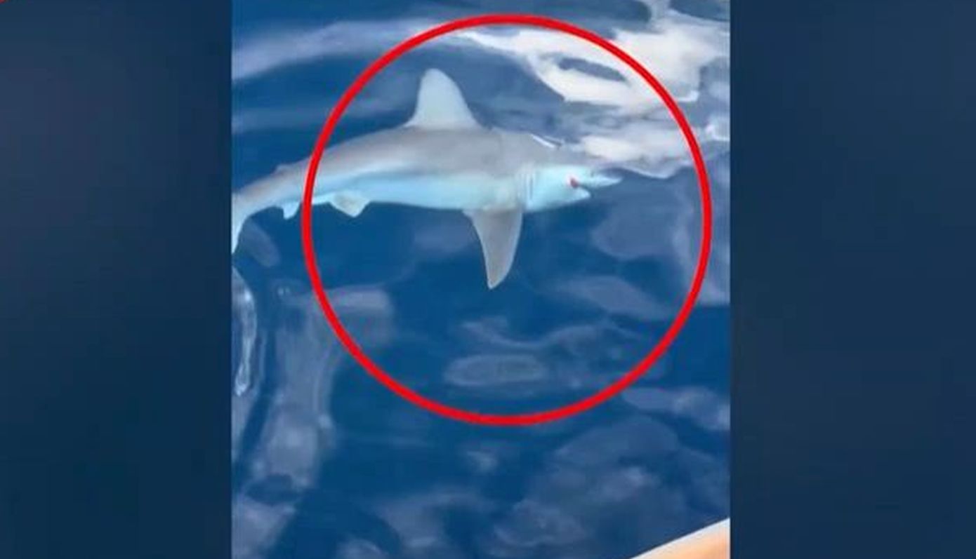 Καρχαρίας περίπου τριών μέτρων πιάστηκε στην πετονιά ψαρά στην Αργολίδα – «Ψάρευα και ξαφνικά ήρθε και… με βρήκε το θηρίο»