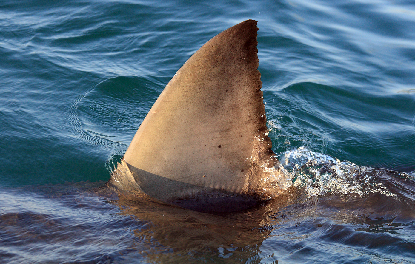 Αιματηρή επίθεση από καρχαρία στην Αυστραλία &#8211; Νεκρή μία γυναίκα, σοβαρά τραυματισμένος ένας άνδρας