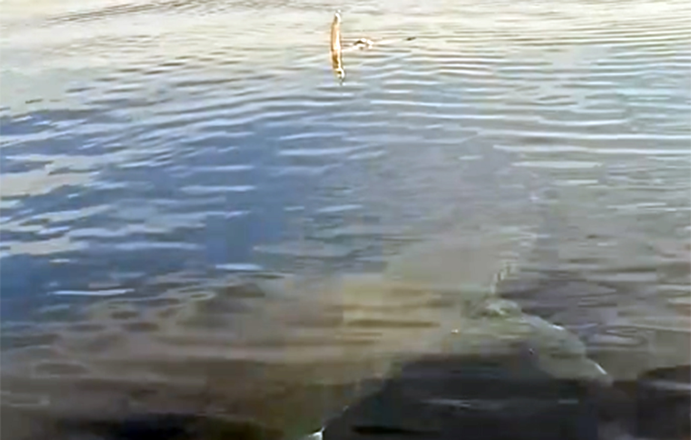 Εμφανίστηκε τεράστιος καρχαρίας ανοιχτά της Καρπάθου &#8211; Τον κατέγραψαν ψαράδες