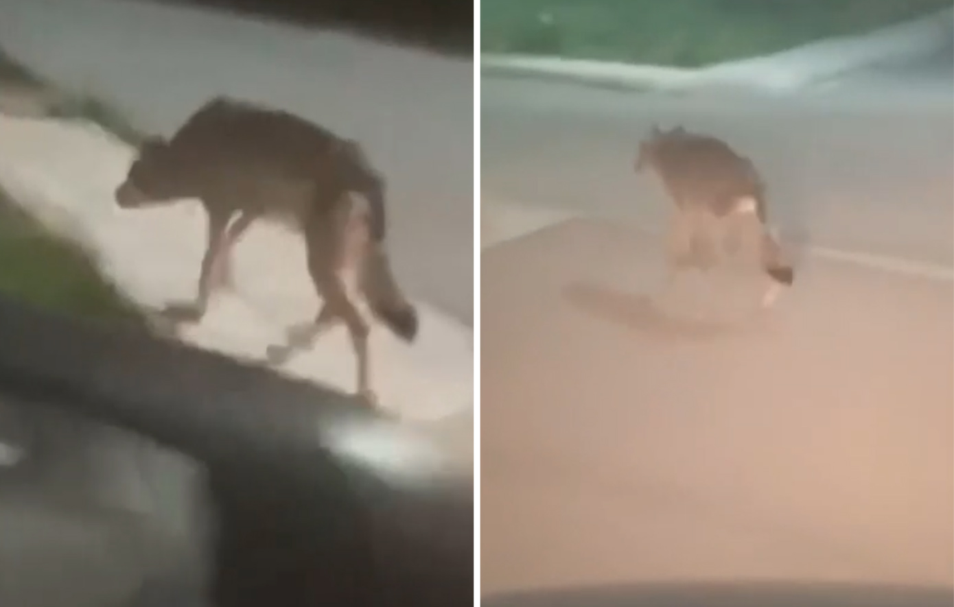 Λύκος εντοπίστηκε να τριγυρνάει σε Πετρούπολη και Άνω Λιόσια &#8211; Δείτε το βίντεο