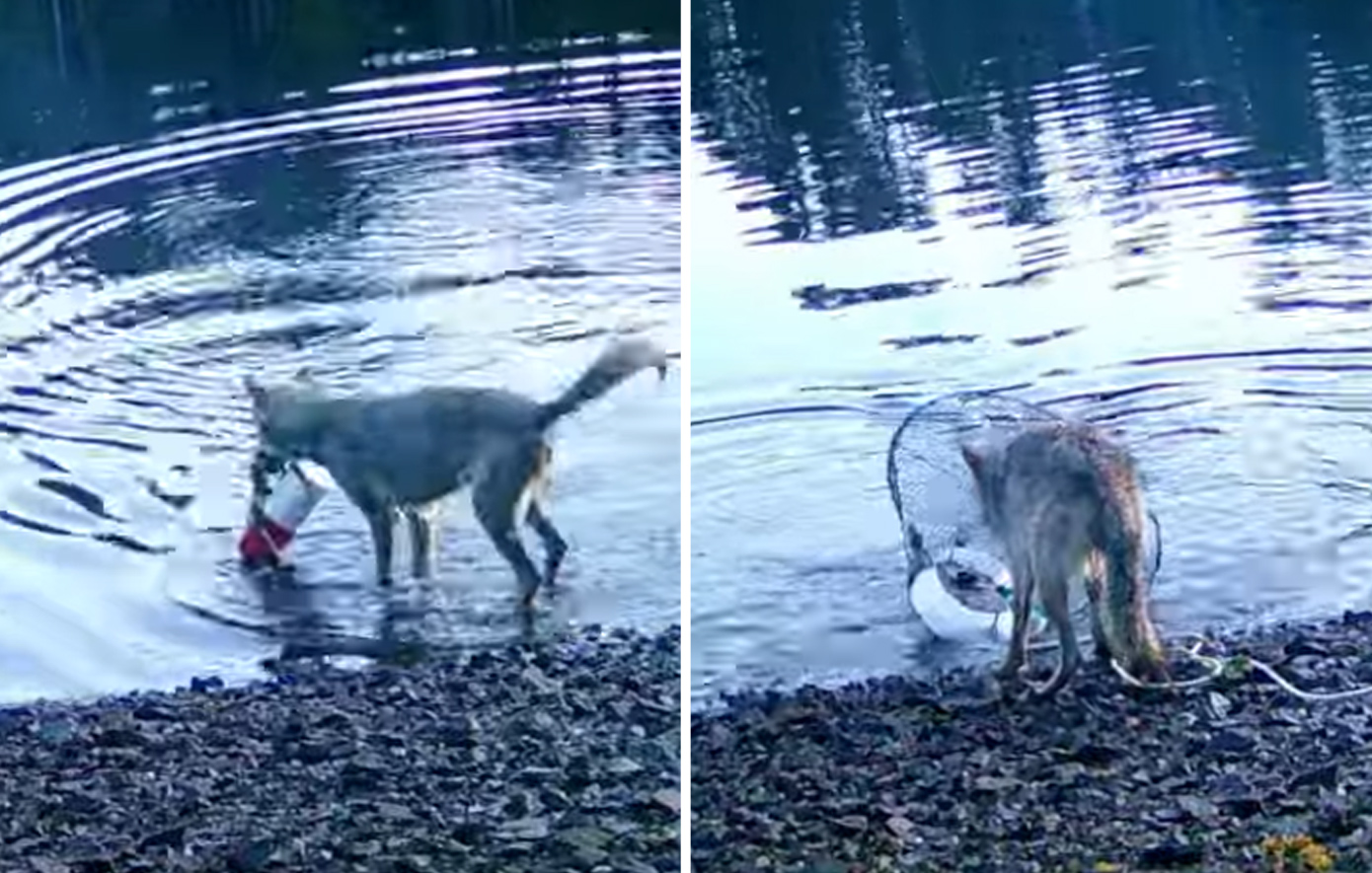 Η απίστευτη στιγμή που «δαιμόνια» λύκαινα βγάζει από τον βυθό παγίδα με καβούρια και τρώει το δόλωμα
