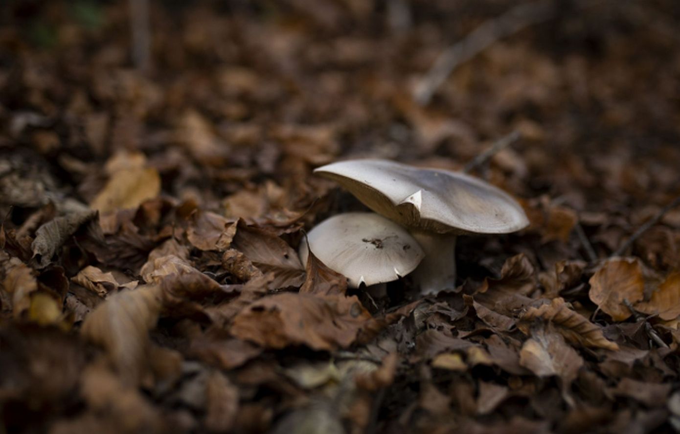 Έδεσσα: Ξεπέρασε τον κίνδυνο το ζευγάρι που κατανάλωσε δηλητηριώδη μανιτάρια