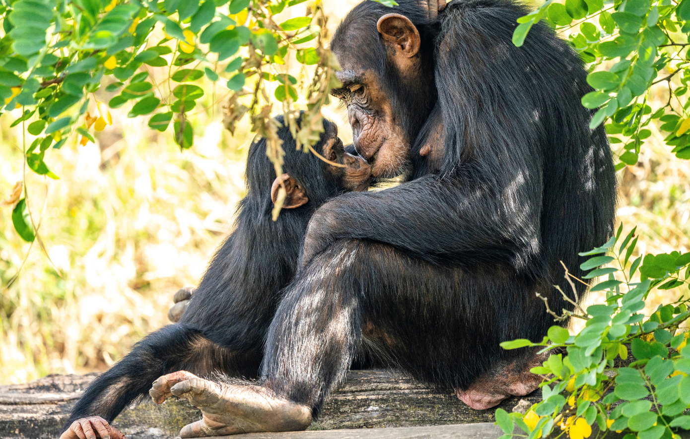 Το πρώτο φιλί στην Ιστορία δεν δόθηκε από ανθρώπους &#8211; Πότε και γιατί συνέβη πραγματικά
