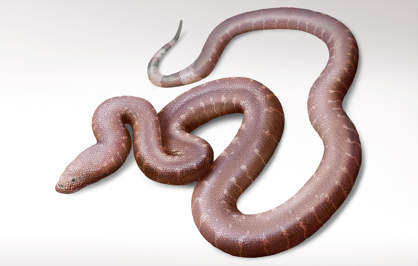 Έλληνας παλαιοντολόγος ανακάλυψε ένα νέο είδος φιδιού που έζησε 37 εκατομμύρια χρόνια πριν: Πώς το ονόμασε