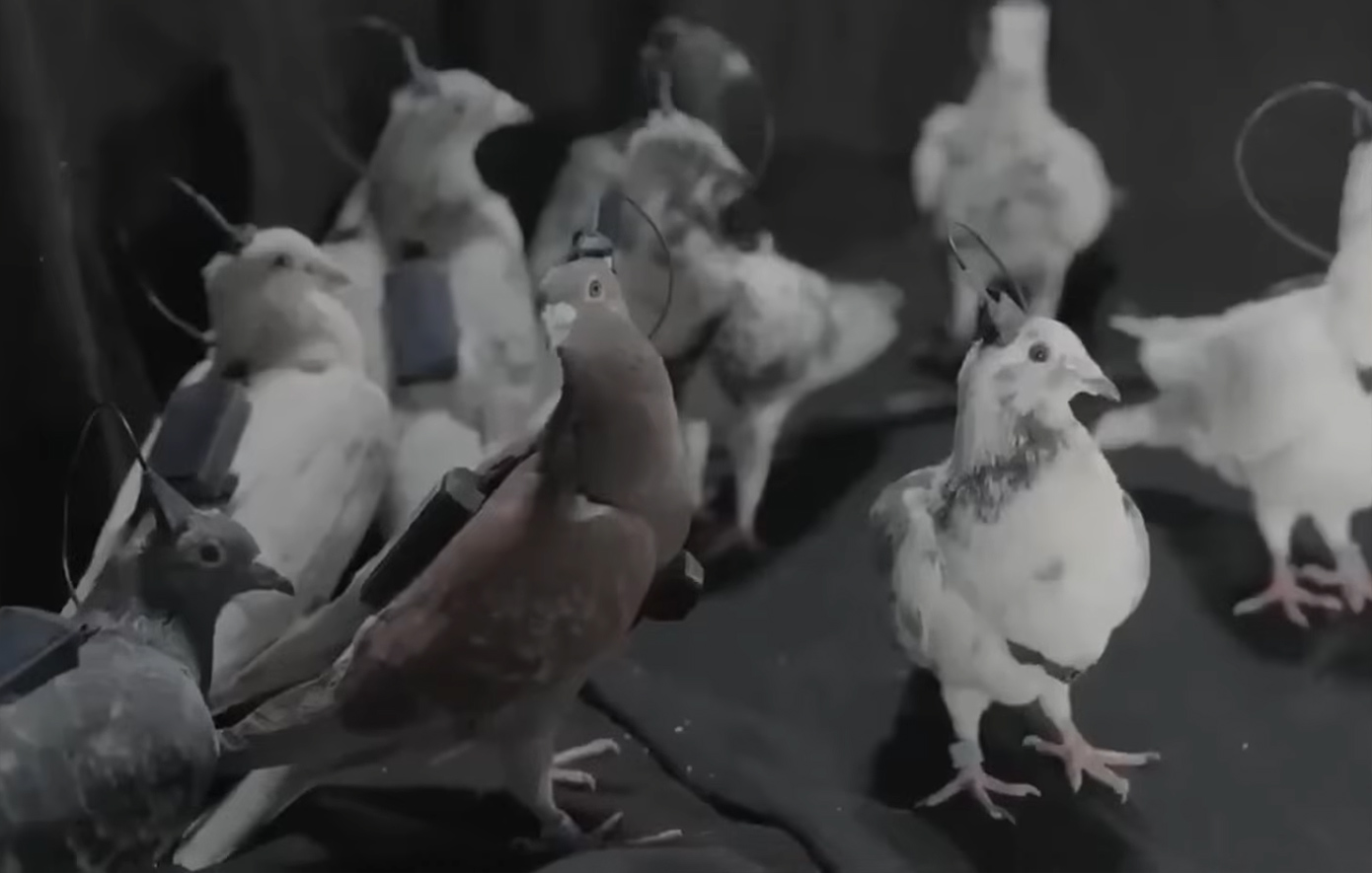 Οι Ρώσοι έφτιαξαν τηλεκατευθυνόμενα «κατασκοπευτικά περιστέρια» με εμφυτεύματα στον εγκέφαλο