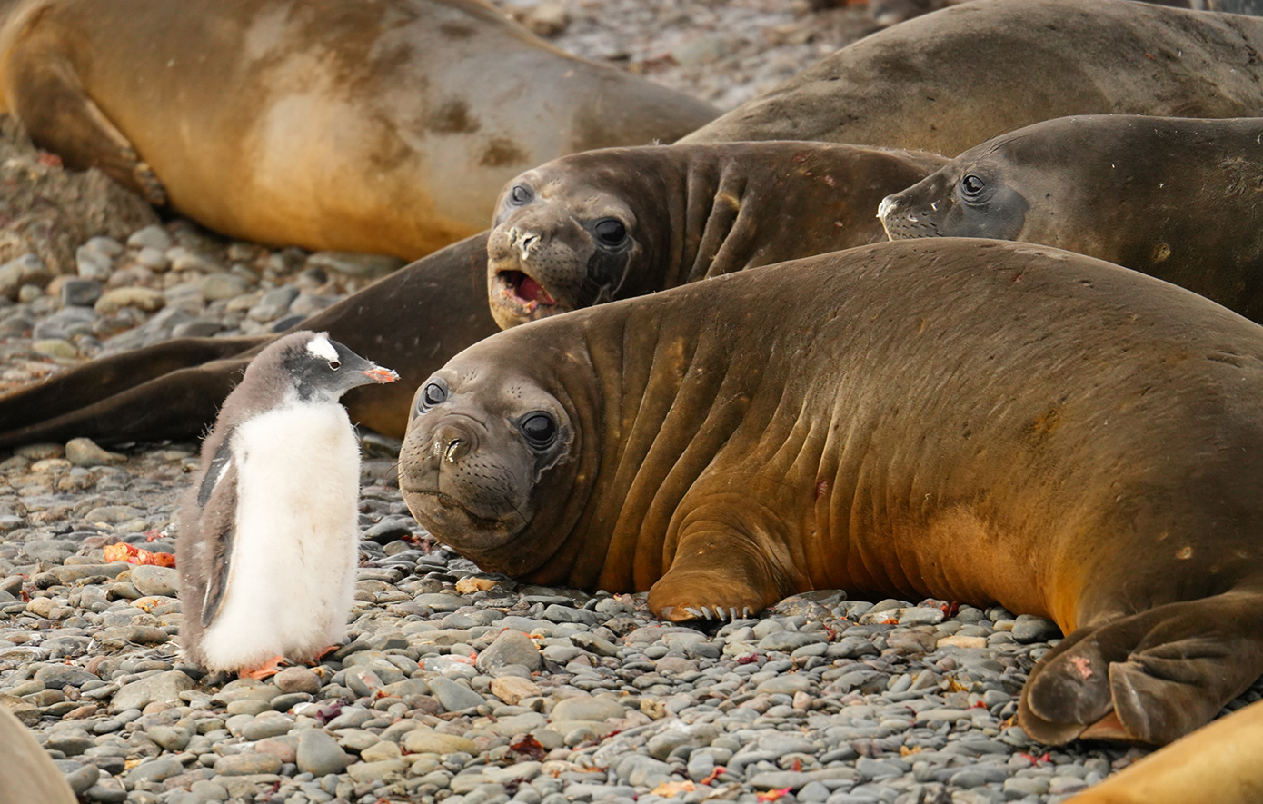 Ο πληθυσμός των θαλάσσιων ελεφάντων στην Ανταρκτική αποδεκατίστηκε από τη γρίπη των πτηνών &#8211; Μειώθηκαν κατά 53.000