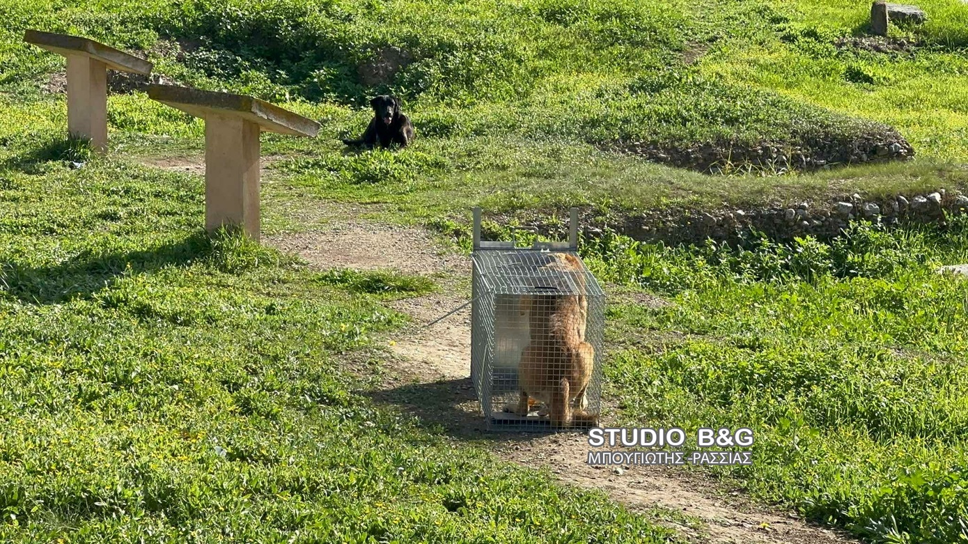Σε κρίσιμη κατάσταση 17χρονη στο Άργoς μετά από επίθεση σκυλιών