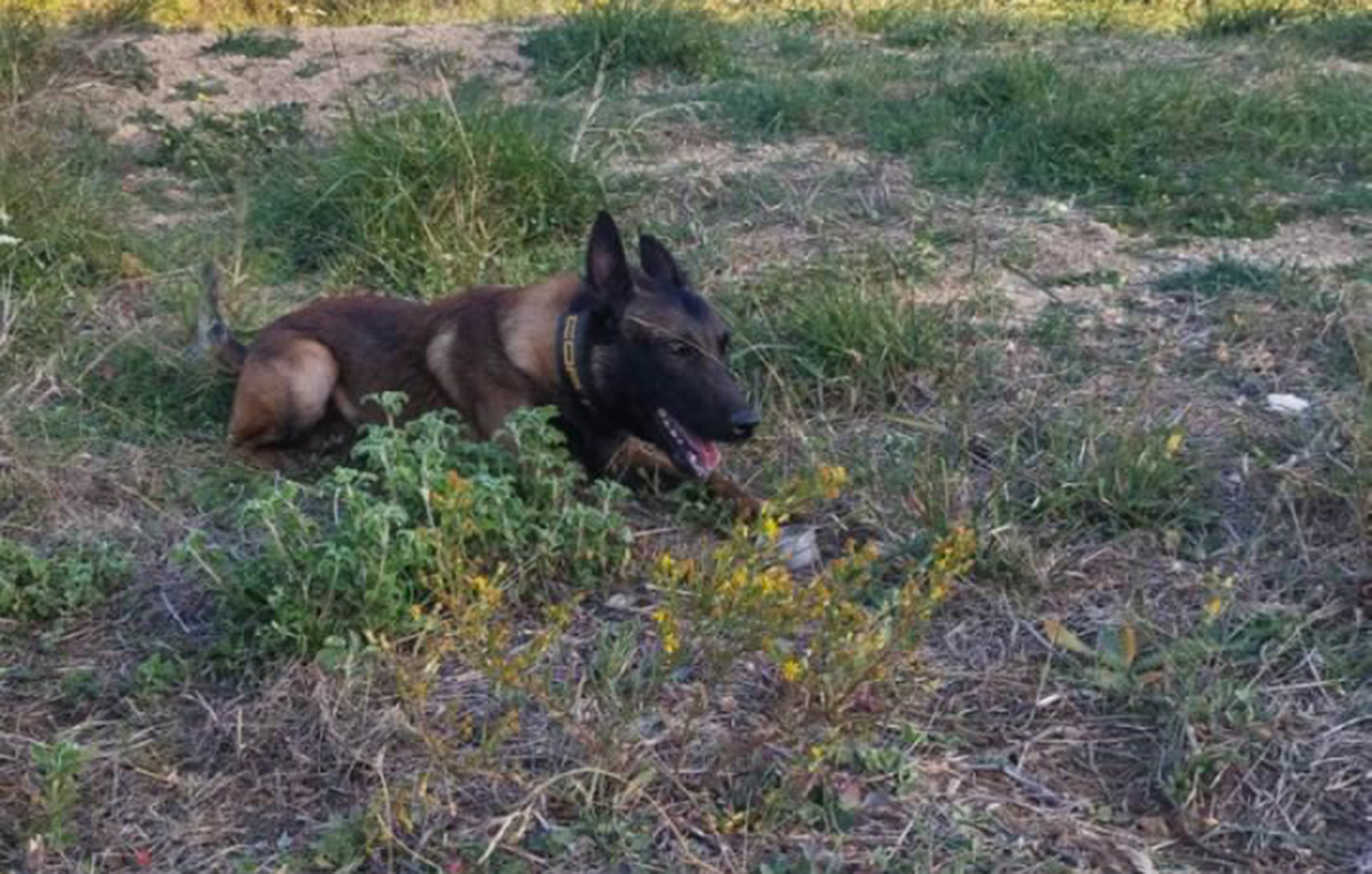 Στη ΜΕΘ η τουρίστρια που δέχτηκε επίθεση από αγέλη σκύλων στο Λιτόχωρο &#8211; Συνελήφθη αντιδήμαρχος