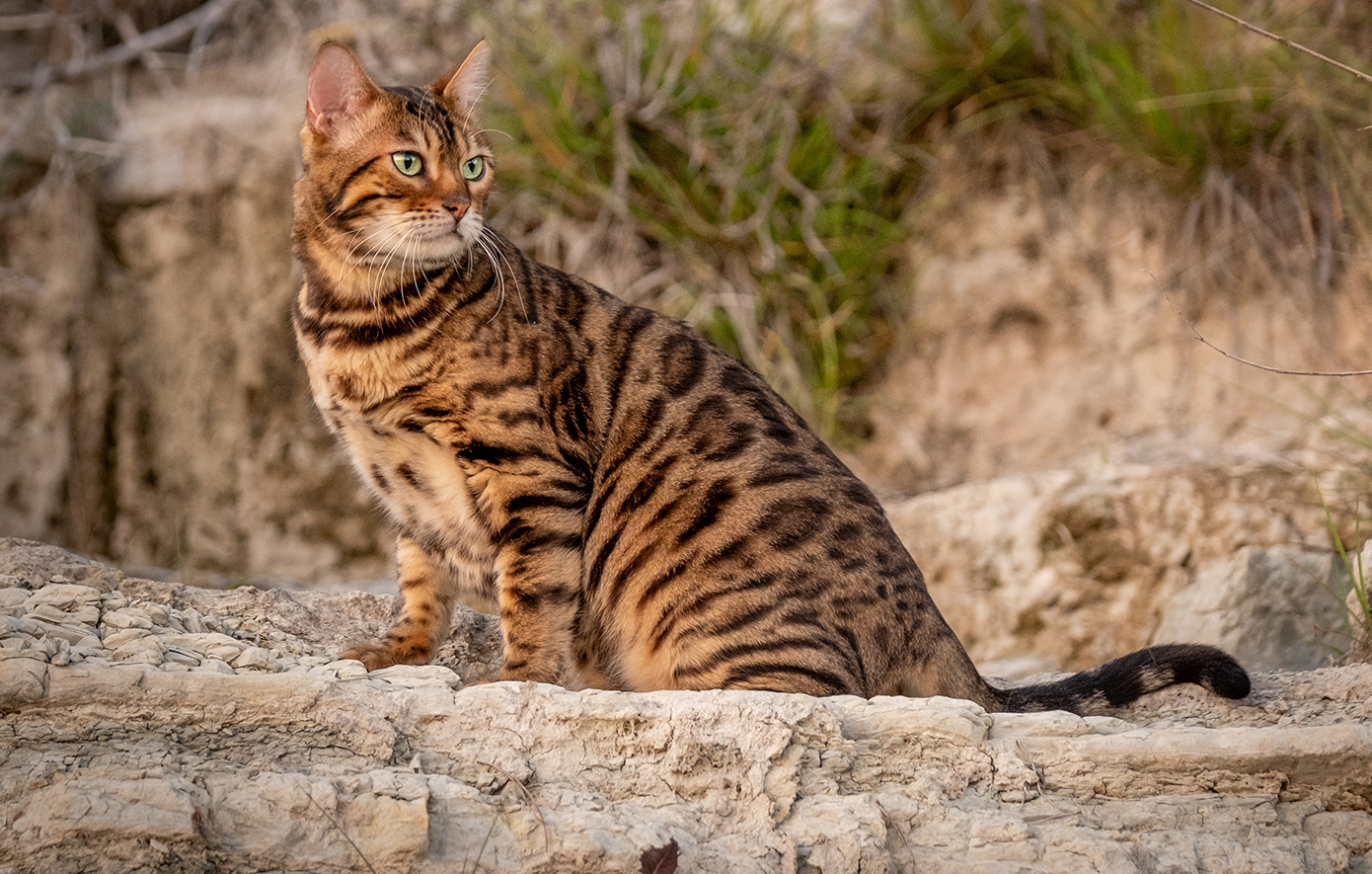 Γάτα Βεγγάλης - Λεοπαρδάλεις γάτες Ασίας Γάτα Βεγγάλης - Λεοπαρδάλεις γάτες Ασίας
