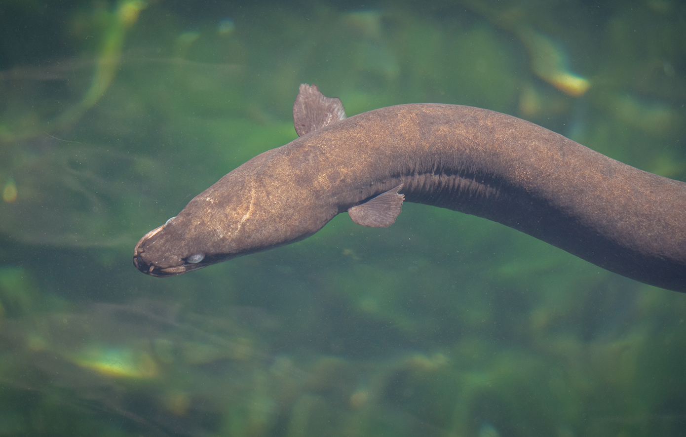 Ο περιορισμός του εμπορίου χελιών στο επίκεντρο της διάσκεψης για την άγρια πανίδα στο Ουζμπεκιστάν