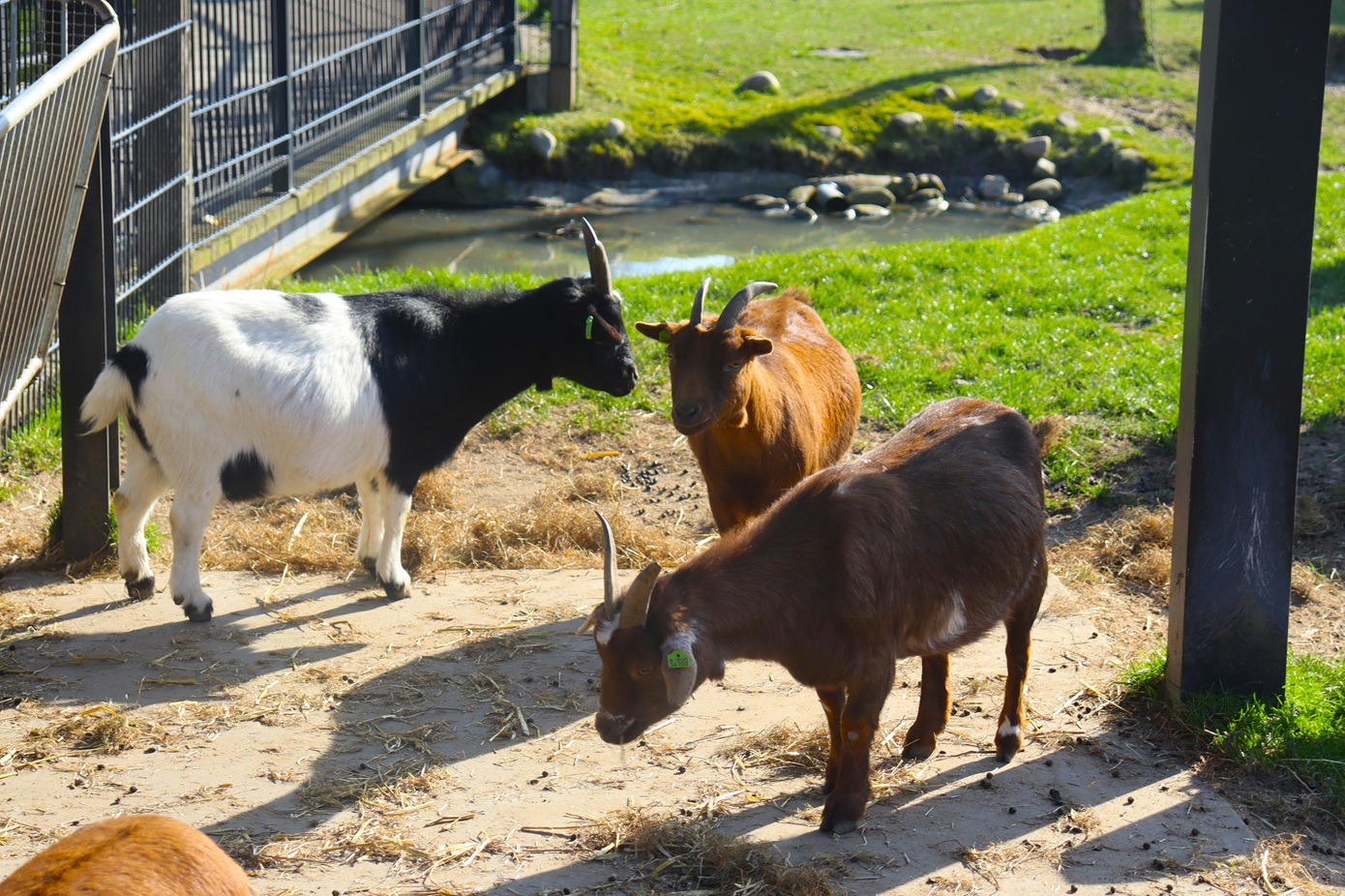 Μαζική μόλυνση σε φάρμα ζώων &#8211; Επικίνδυνο παράσιτο προσέβαλε παιδιά και ενήλικες