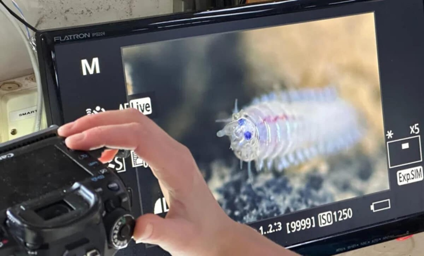 Τα μυστικά στον πυθμένα του Ειρηνικού: Τα 788 νέα είδη και το «σκοτεινό» οξυγόνο