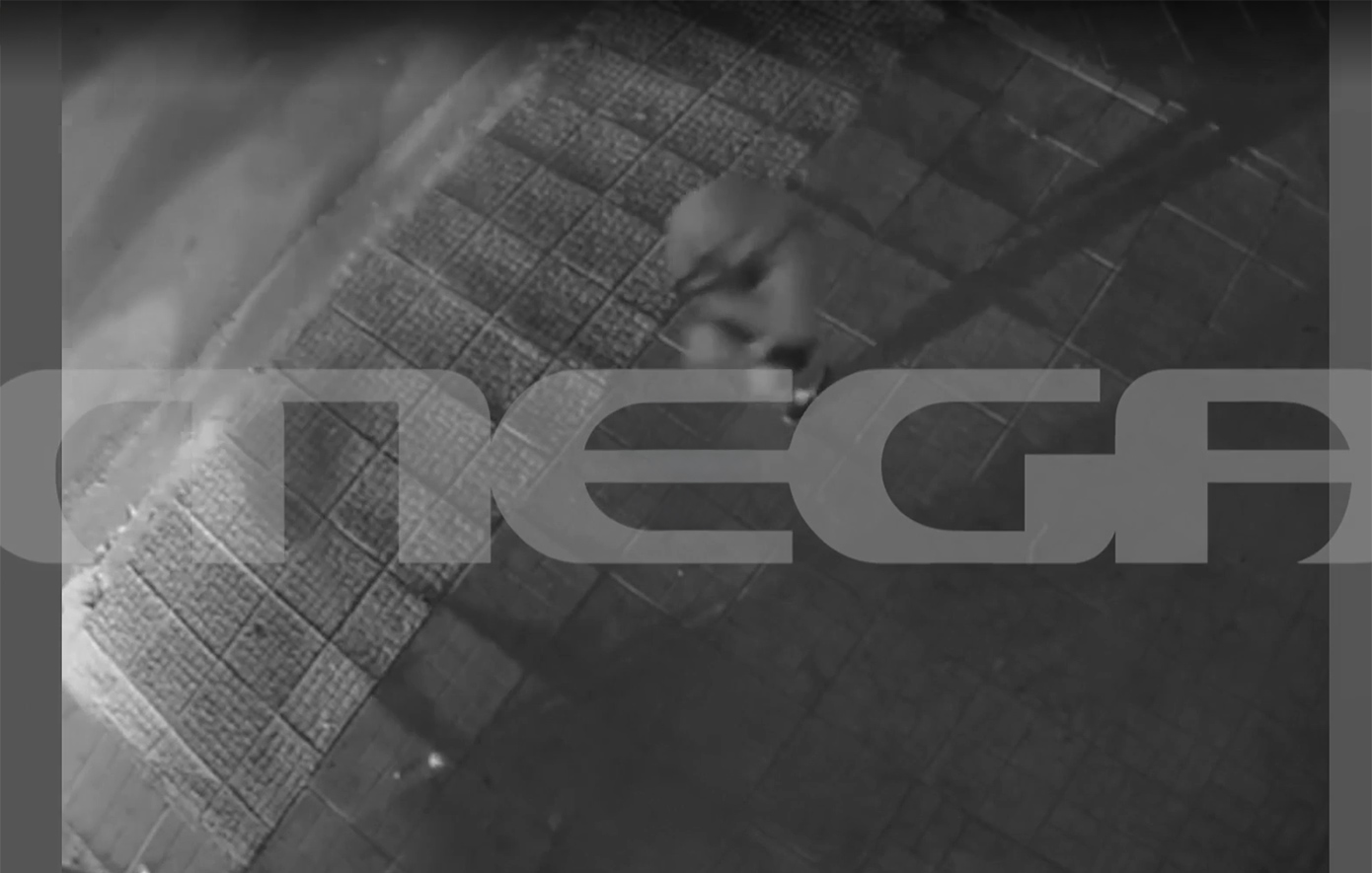 Βίντεο – Ντοκουμέντο: Έτσι ακινητοποίησαν οι αστυνομικοί τον γιο του Μιχάλη Κατρίνη στο Χαλάνδρι