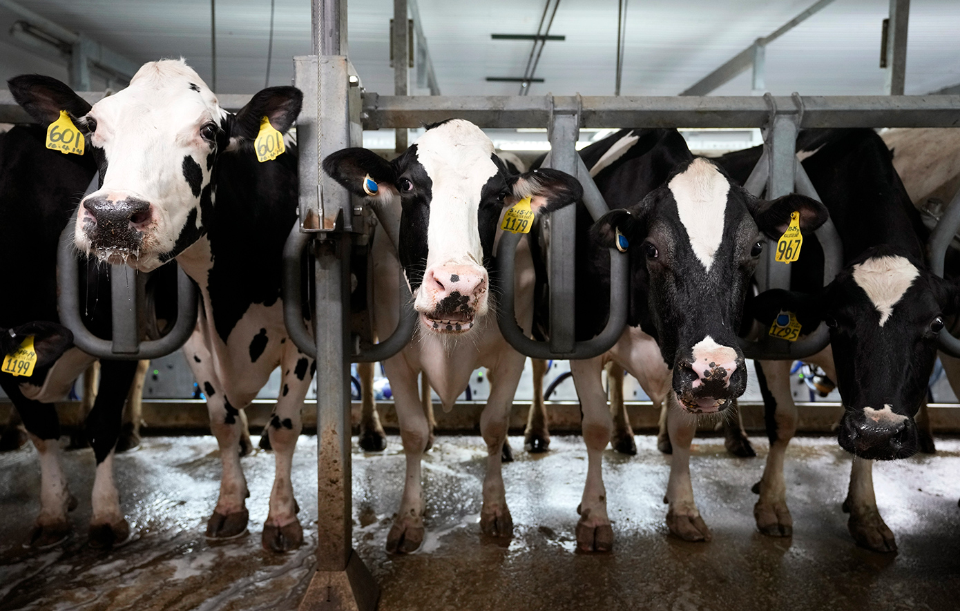 Αγελάδες _κτηνοτροφική μονάδα Αγελάδες _κτηνοτροφική μονάδα