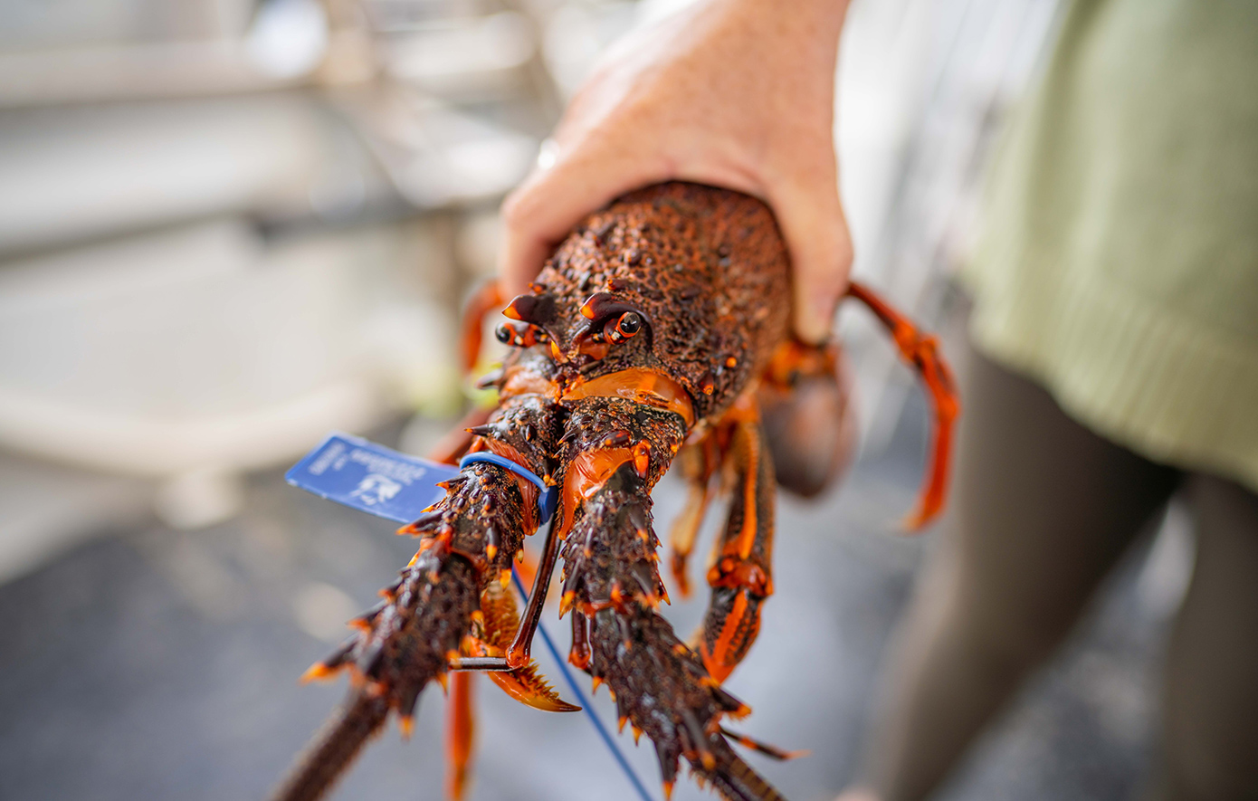 Η Βρετανία απαγορεύει το βράσιμο των αστακών όσο είναι ακόμη ζωντανοί &#8211; «Δεν θεωρείται πλέον αποδεκτή μέθοδος θανάτωσης»