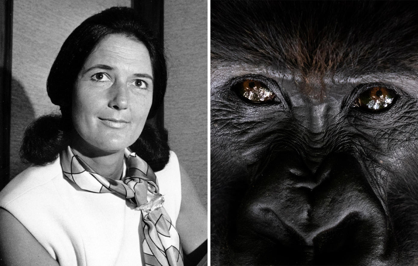 Η ιστορία της Νταϊάν Φόσεϊ που έγινε ταινία με τη Σιγκούρνι Γουίβερ &#8211; «Κανείς δεν αγάπησε τους γορίλλες περισσότερο»
