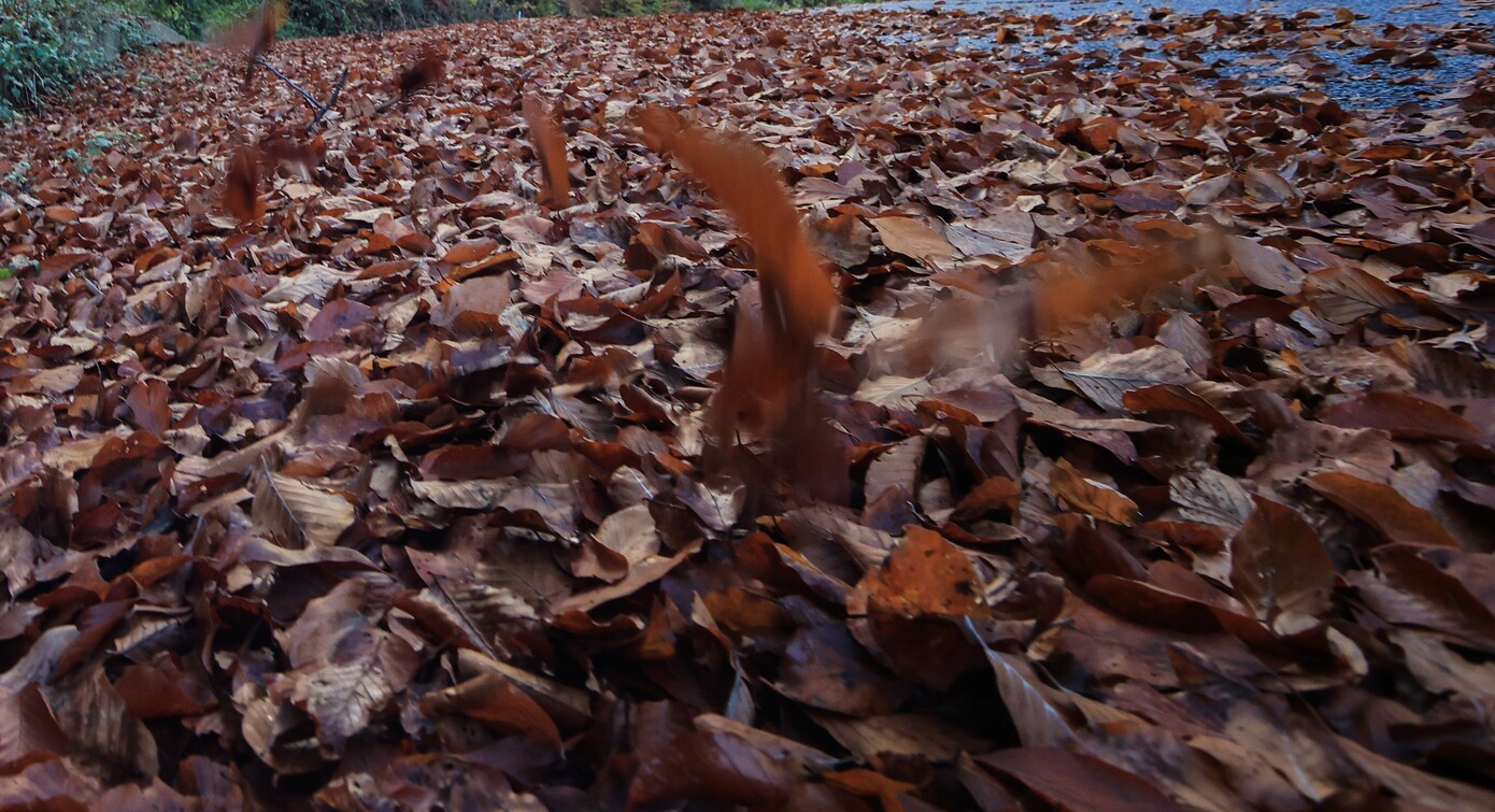 Τόνοι φύλλα σαρώνονται καθημερινά στον δήμο Θεσσαλονίκης και καταλήγουν για κομπόστ