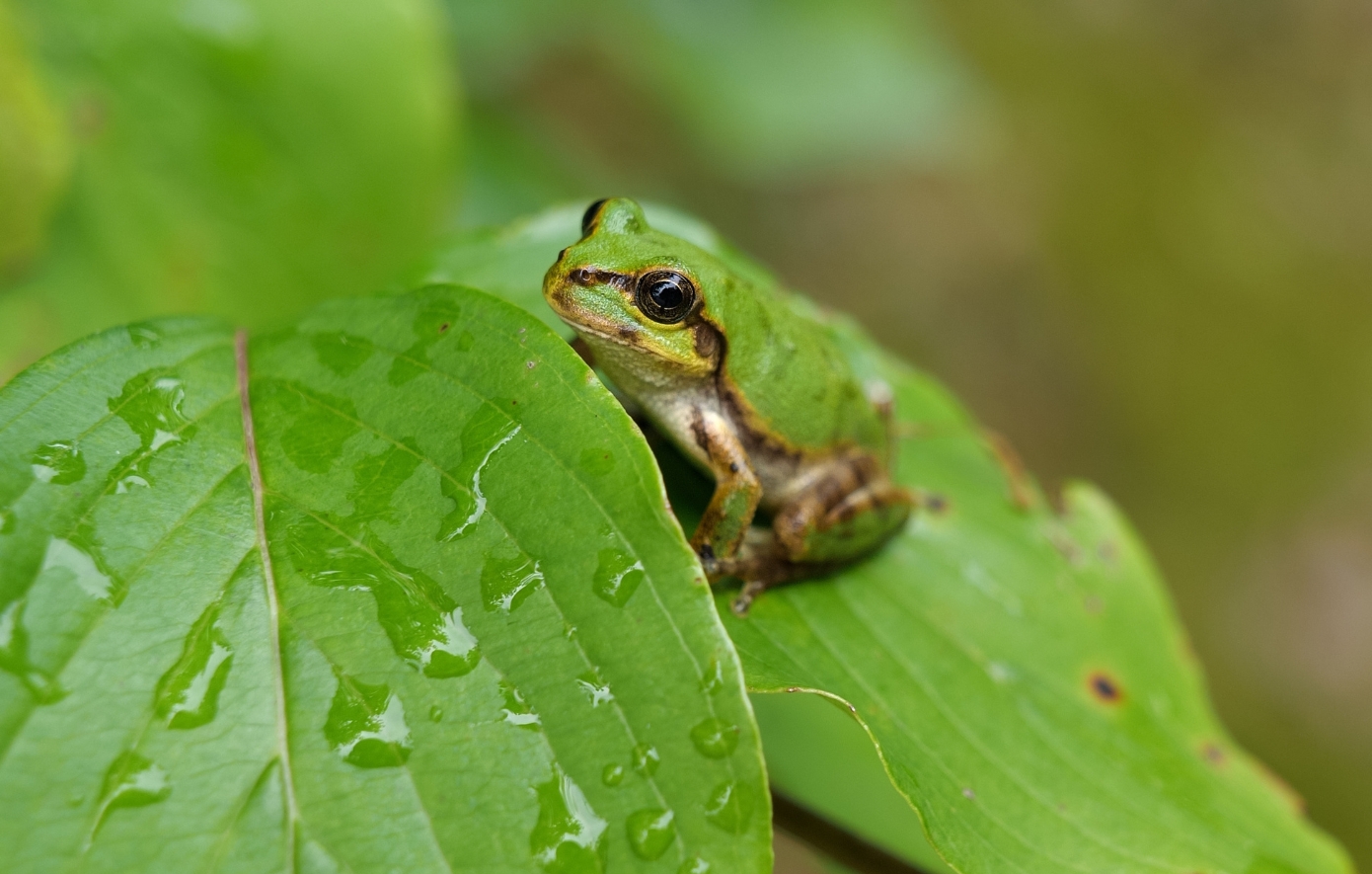 Πανίσχυρη αντικαρκινική ουσία εντόπισαν επιστήμονες στον ιαπωνικό δενδροβάτραχο