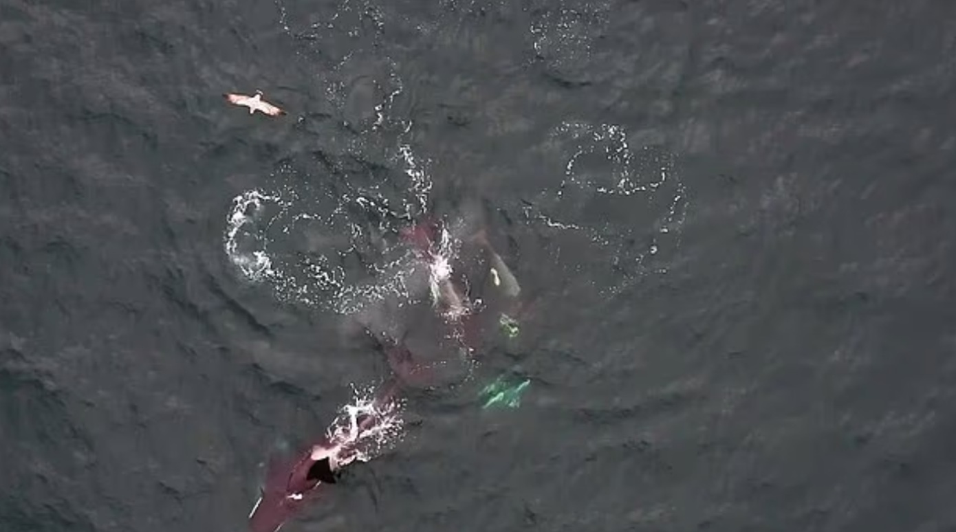 Πώς οι όρκες και τα δελφίνια συνεργάζονται για να κυνηγήσουν σολομό… και μετά τρώνε μαζί