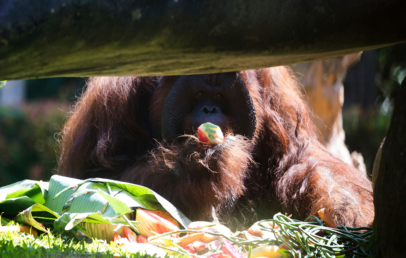Εξαφανίστηκαν οι ουρακοτάγκοι που ζούσαν στην περιοχή Σιπιρόκ της Ινδονησίας μετά τις φονικές πλημμύρες