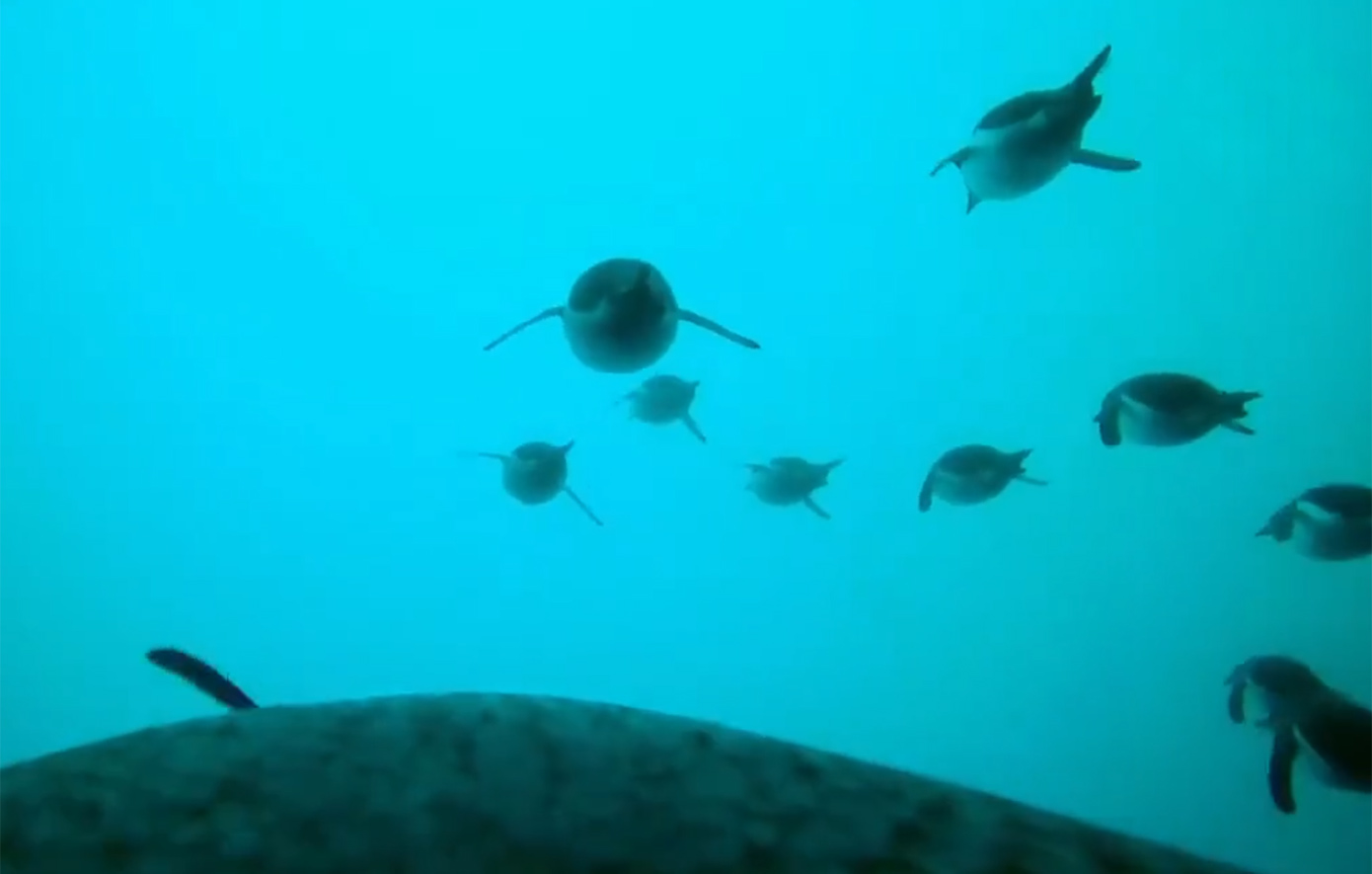 Πιγκουίνοι με κάμερες στην πλάτη καταγράφουν τα έργα και τις ημέρες τους μέσα και έξω από το νερό