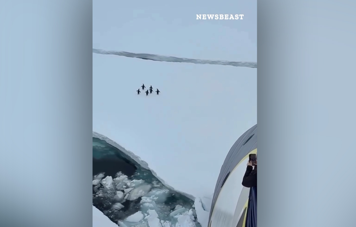 Οι πιγκουίνοι έχουν προτεραιότητα &#8211; Πλοίο στην Ανταρκτική σταμάτησε για να περάσει αποικία