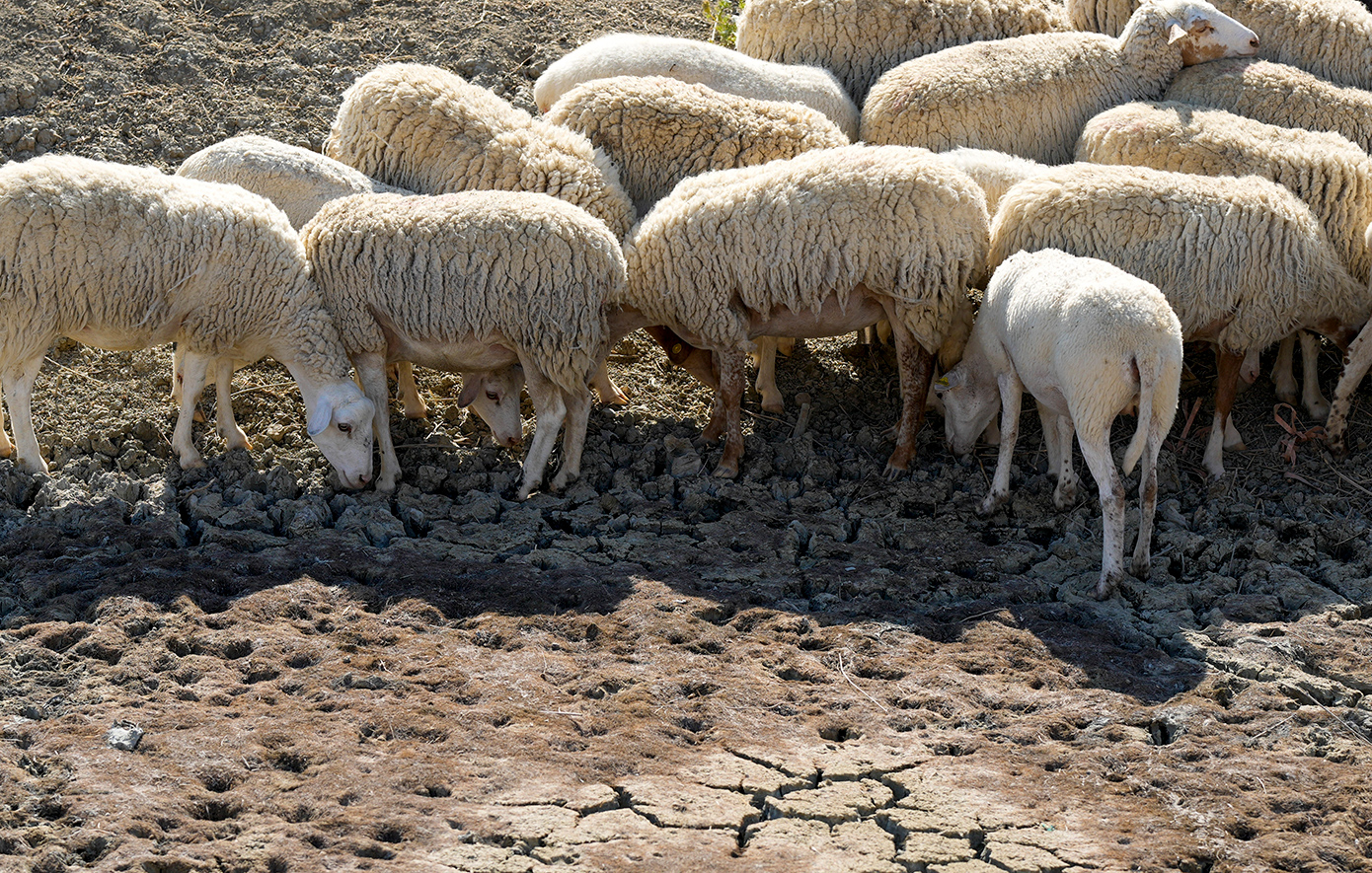 ΥΠΑΑΤ: Ξεκινά η ενεργοποίηση ιδιωτών κτηνιάτρων για την αντιμετώπιση της ευλογιάς