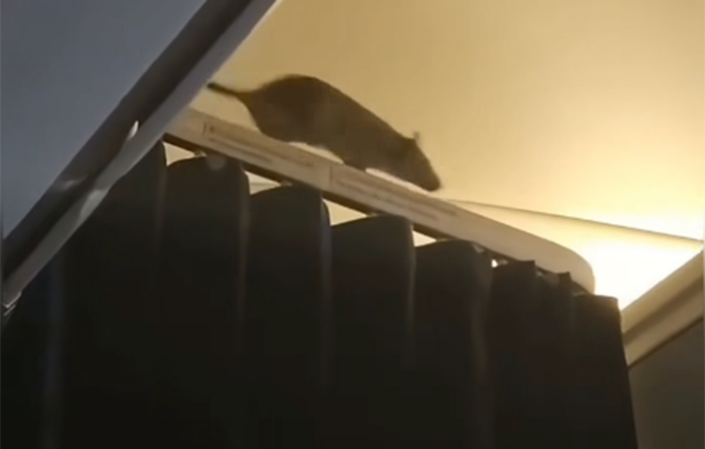 Η στιγμή που τεράστιος αρουραίος «κάνει βόλτα» μέσα σε αεροπλάνο που διασχίζει τον Ατλαντικό &#8211; Δείτε βίντεο