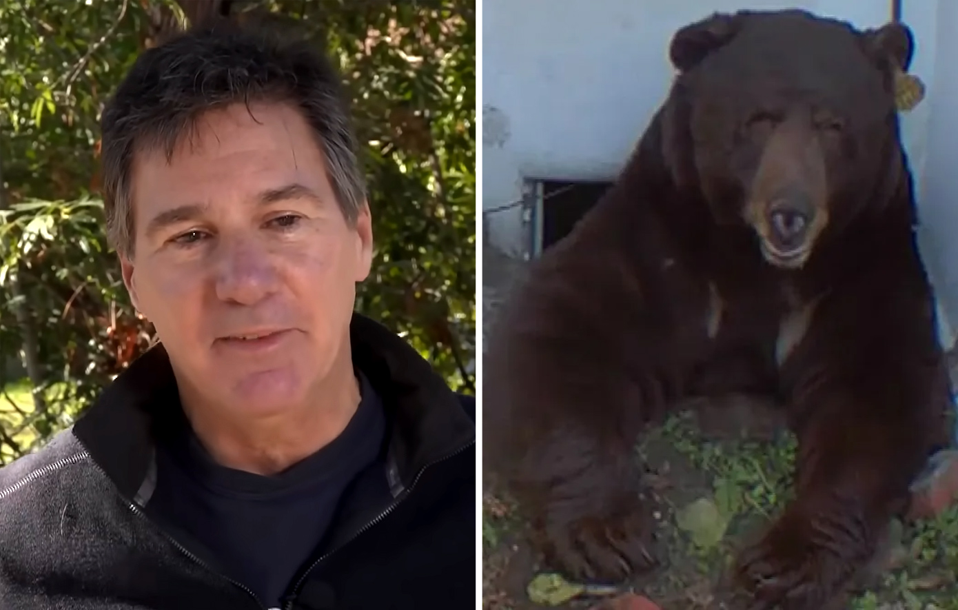 Άνδρας ζει με γιγάντια αρκούδα κάτω από το σπίτι του και απειλεί με μήνυση τις αρχές