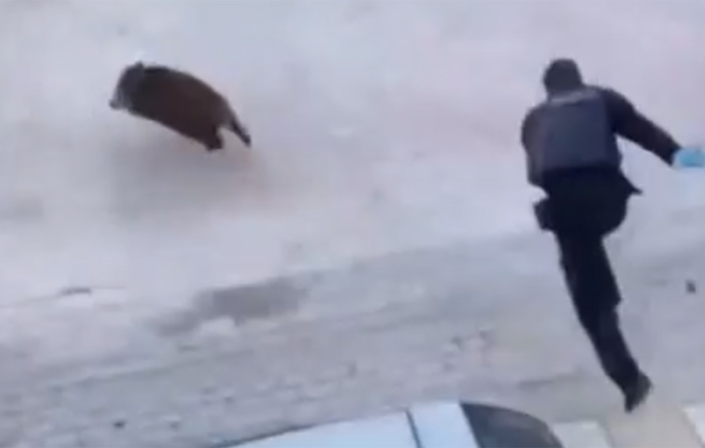 Απίστευτες εικόνες στη Θεσσαλονίκη: Αγριογούρουνο εμφανίστηκε στον Εύοσμο, αστυνομικοί το κυνηγούσαν στο κέντρο της πόλης