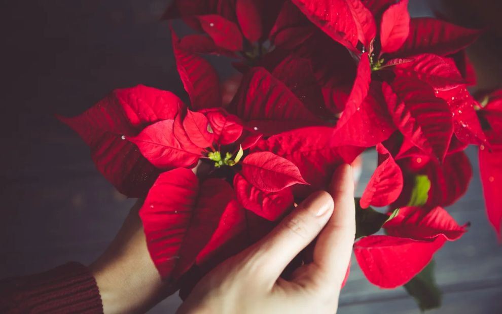 Αλεξανδρινό: Πώς να φροντίσεις σωστά το λουλούδι των Χριστουγέννων