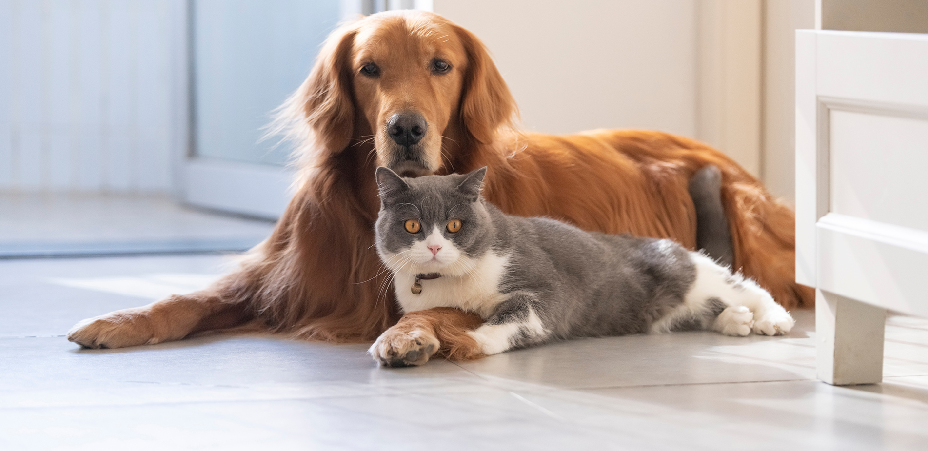 Πώς φροντίζουμε τα κατοικίδια: Μικρές συνήθειες που κάνουν τη ζωή τους -και τη δική μας- καλύτερη