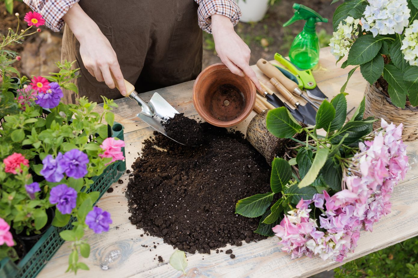 Ποια είναι η κατάλληλη εποχή για να μεταφυτεύσετε τα λουλούδια σας;