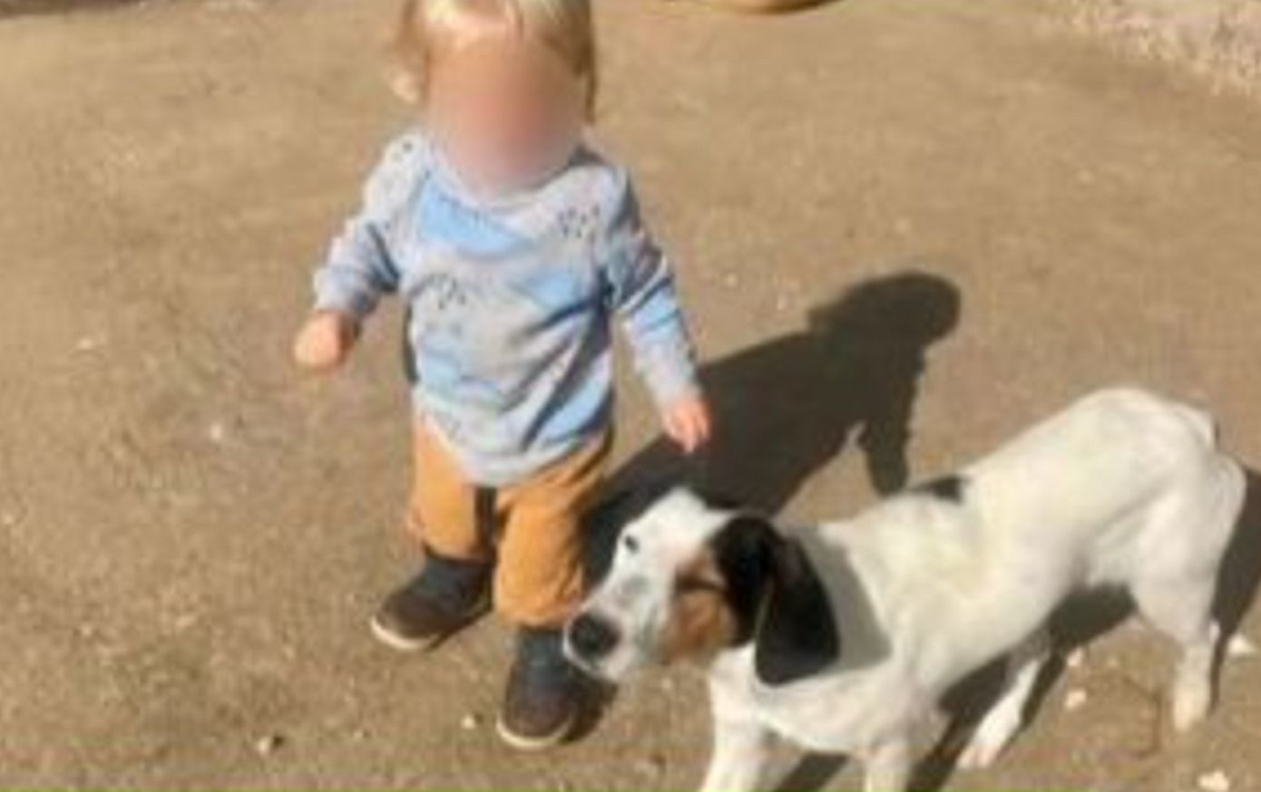 Συγκλονίζει ο πατέρας του 2χρονου αγοριού στη Ζάκυνθο: Πήγα και μάζεψα το σκυλί γιατί ήταν ετοιμοθάνατο και μου σκότωσε το γιο μου