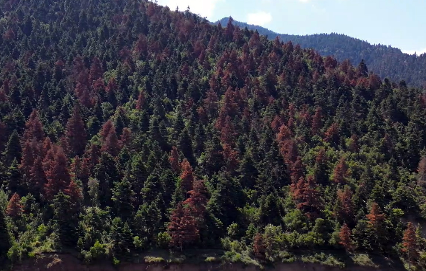 Επιβίωσαν από τις πυρκαγιές, αλλά κάτι άλλο καταστρέφει τα εμβληματικά ελατοδάση της Ελλάδας &#8211; Μεγάλη ζημιά στην Πελοπόννησο