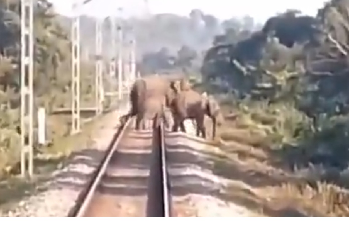 Βίντεο από τη σύγκρουση τρένου με κοπάδι 100 ελεφάντων στην Ινδία &#8211; 7 θηλαστικά σκοτώθηκαν
