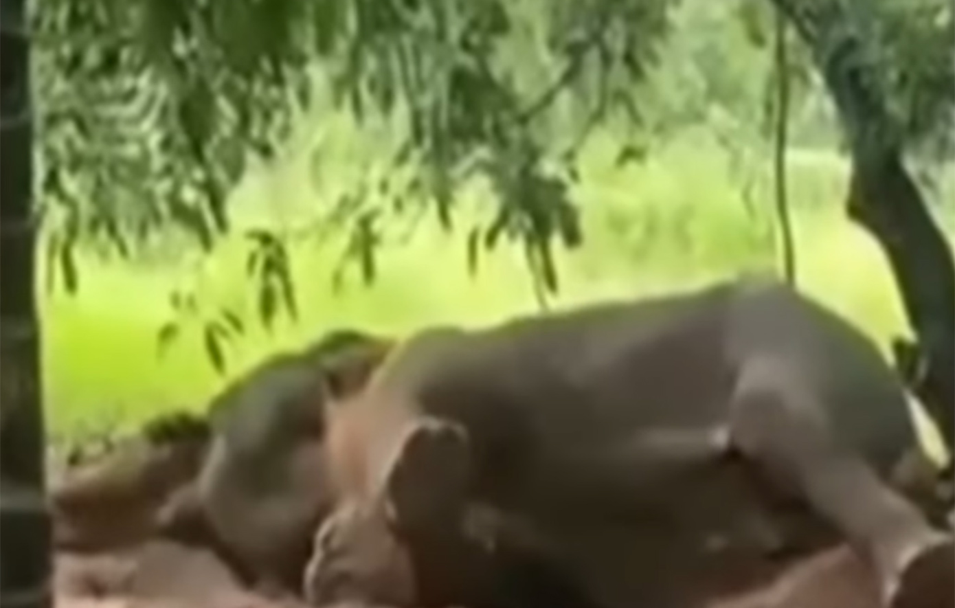 Έβαλαν φωτιά σε ελέφαντα και τον έκαψαν ζωντανό