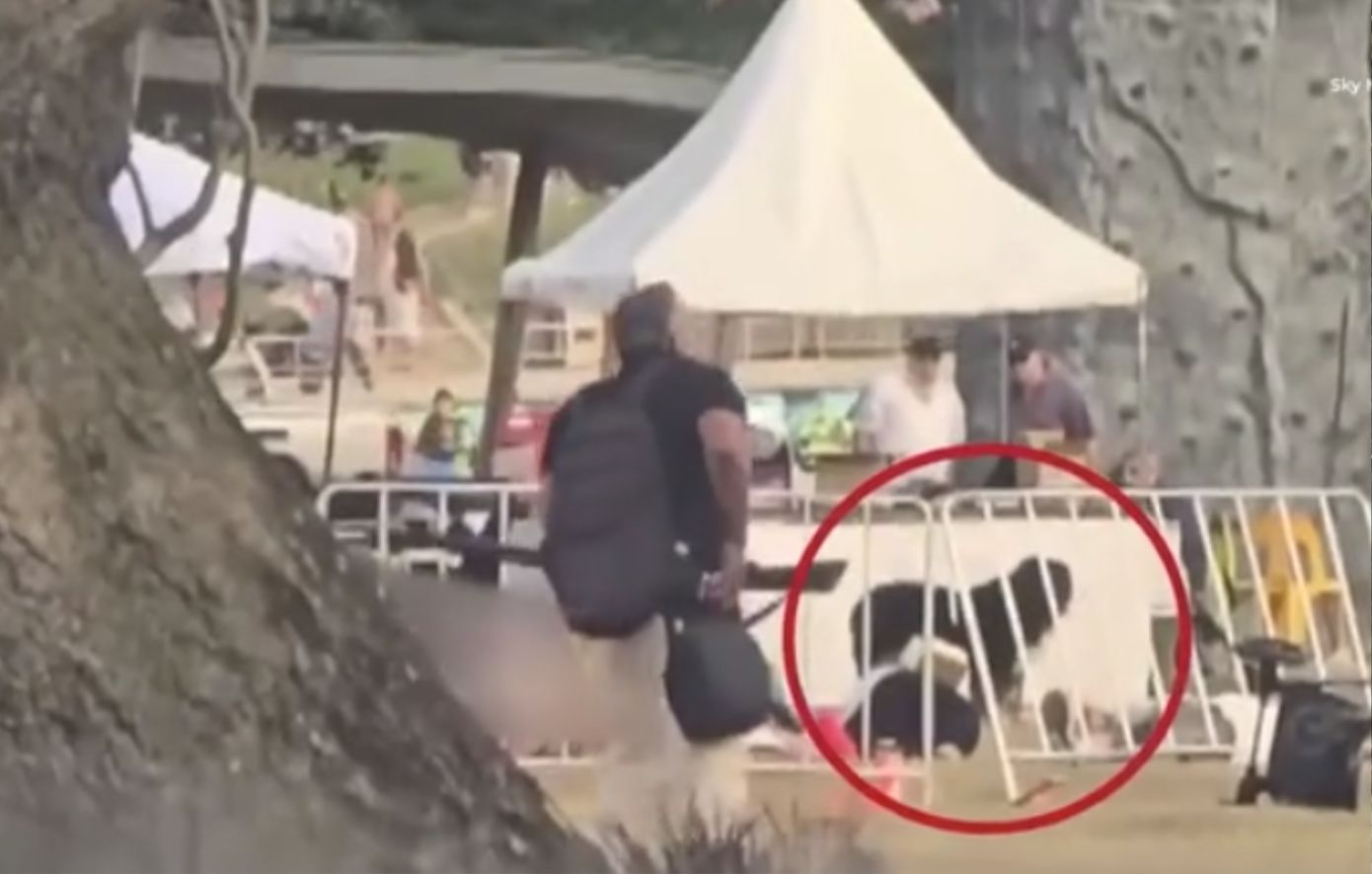 Σκύλος-ήρωας στέκεται πάνω από τον κηδεμόνα του κατά τη διάρκεια της φονικής επίθεσης στο Σίδνεϊ &#8211; Δείτε το βίντεο