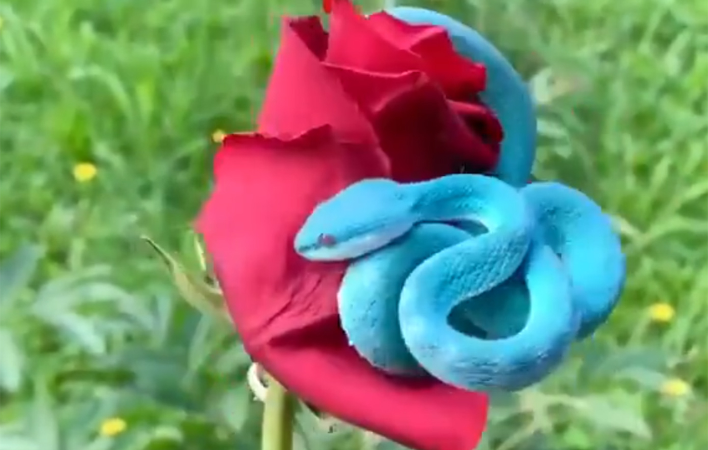 Viral η αγορά του «Gary» από το «Zootopia 2» στην Κίνα, αλλά όχι ως λούτρινο &#8211; Οι νέοι αναζητούν το μπλε δηλητηριώδες φίδι για κατοικίδιο