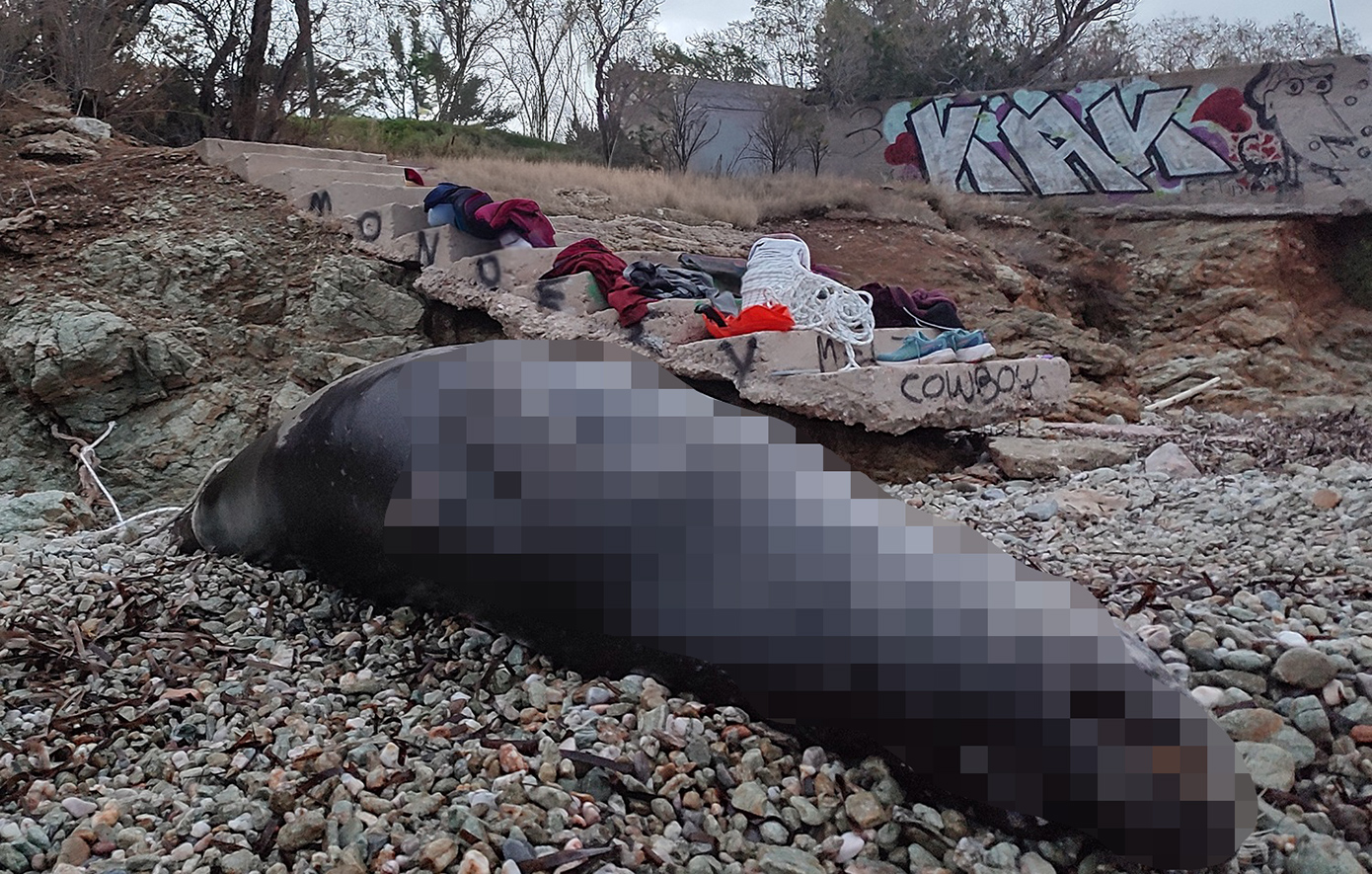 Σοκ στην Αττική: Νεκρή μεσογειακή φώκια από πυροβολισμό στο Μαύρο Λιθάρι