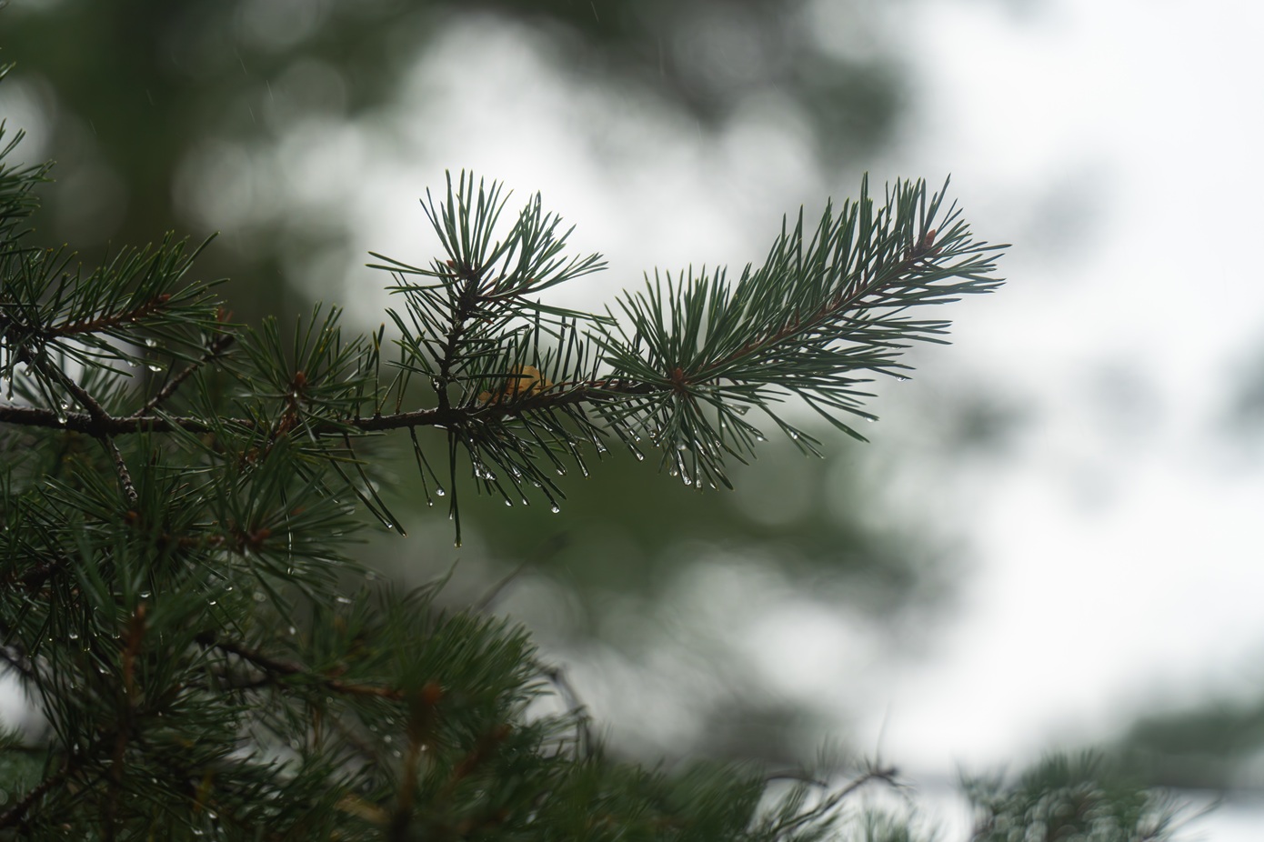 Έκτακτο δελτίο επιδείνωσης του καιρού &#8211; Πορτοκαλί προειδοποίηση για πολλές περιοχές της χώρας
